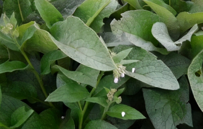 俄罗斯饲料菜