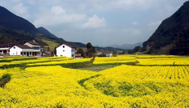 汉中油菜花