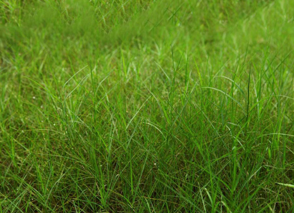 国产百喜草种植技术介绍