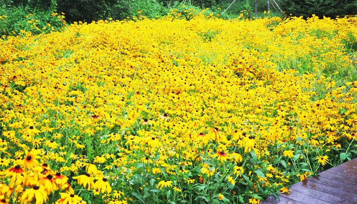 黑心菊花海