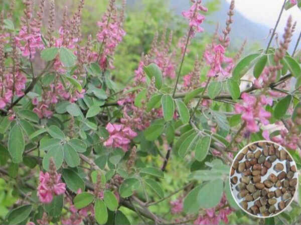 多花木兰基本介绍