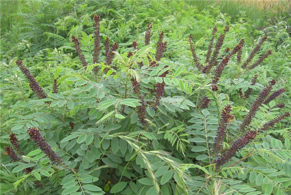 紫穗槐种植介绍