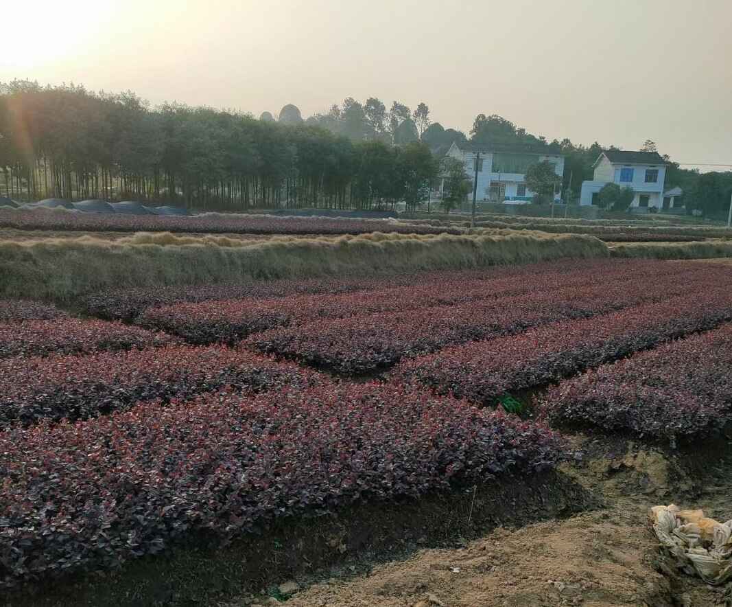 红花檵木小苗图片欣赏