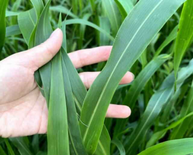 南方芒种后养鱼这两种高产牧草全是叶子