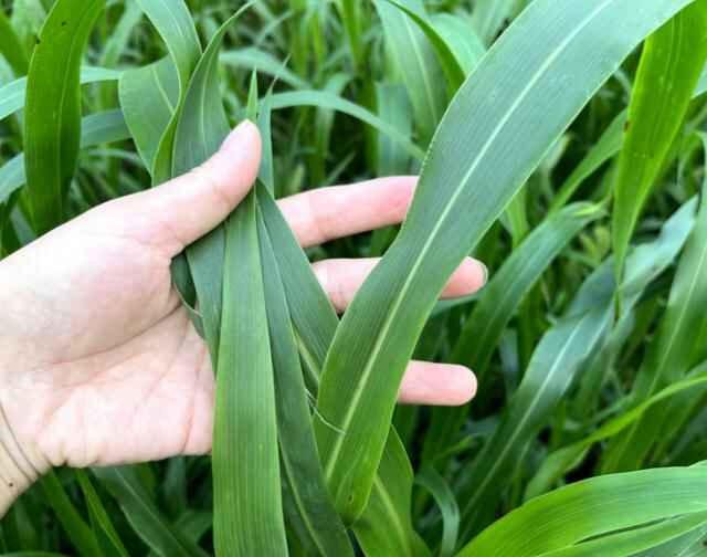 春末夏初种哪些牧草好