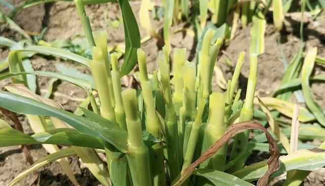 夏季养殖首选耐高温的牧草墨西哥玉米草