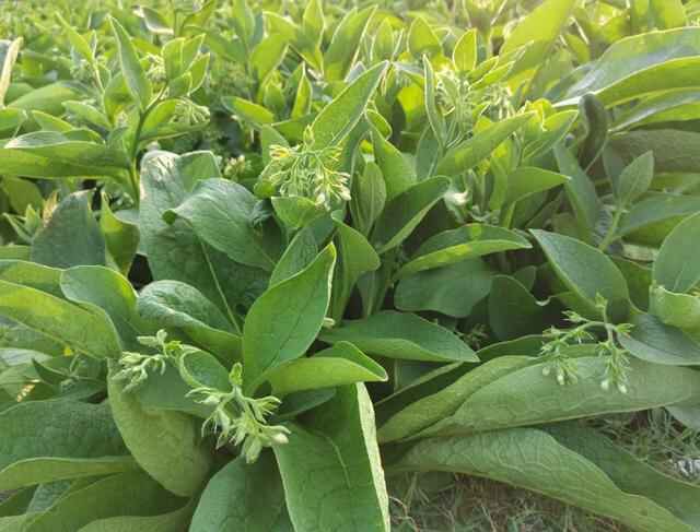 菊苣、鲁梅克斯、俄罗斯饲料菜哪个更好