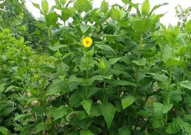 串叶松香草种植一次可以利用几年