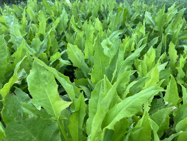 苦荬菜耐高温一年能割几茬