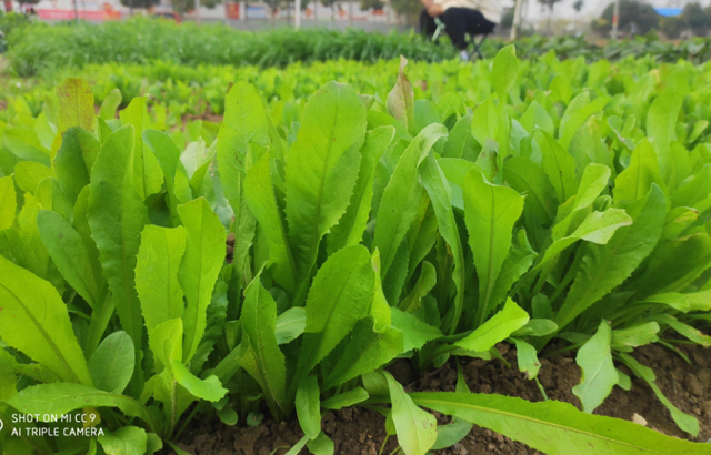 菊苣牧草，猪长的壮，少生病！