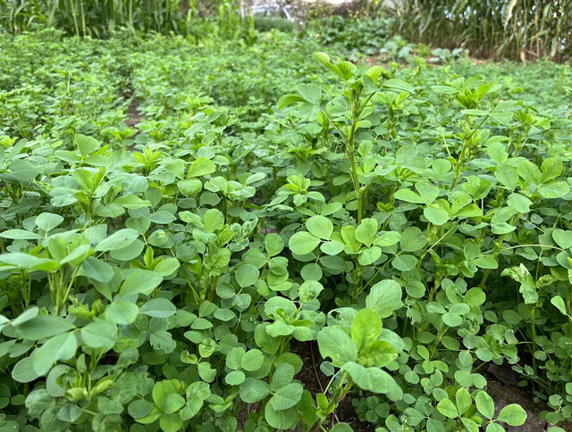 紫花苜蓿喂牛羊能省去多少精饲料