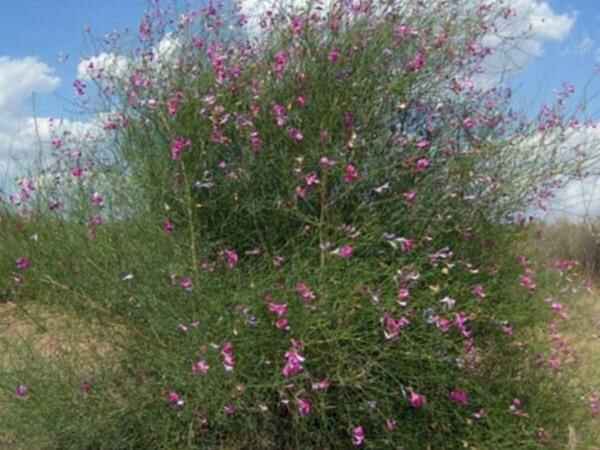 花捧的别名叫什么？怎么种植花捧