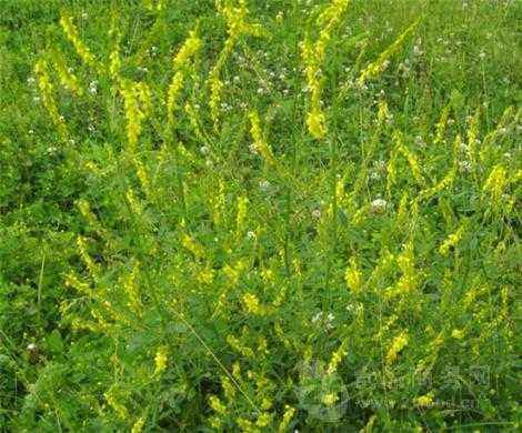 种植出来的牧草和农村那些野生有什么差别