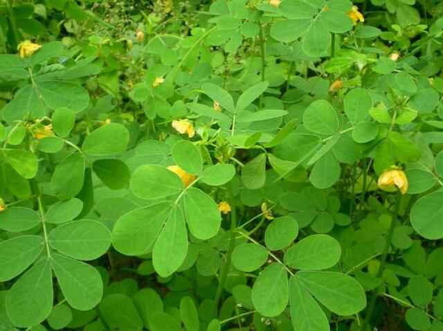 决明子的种植技巧和功效