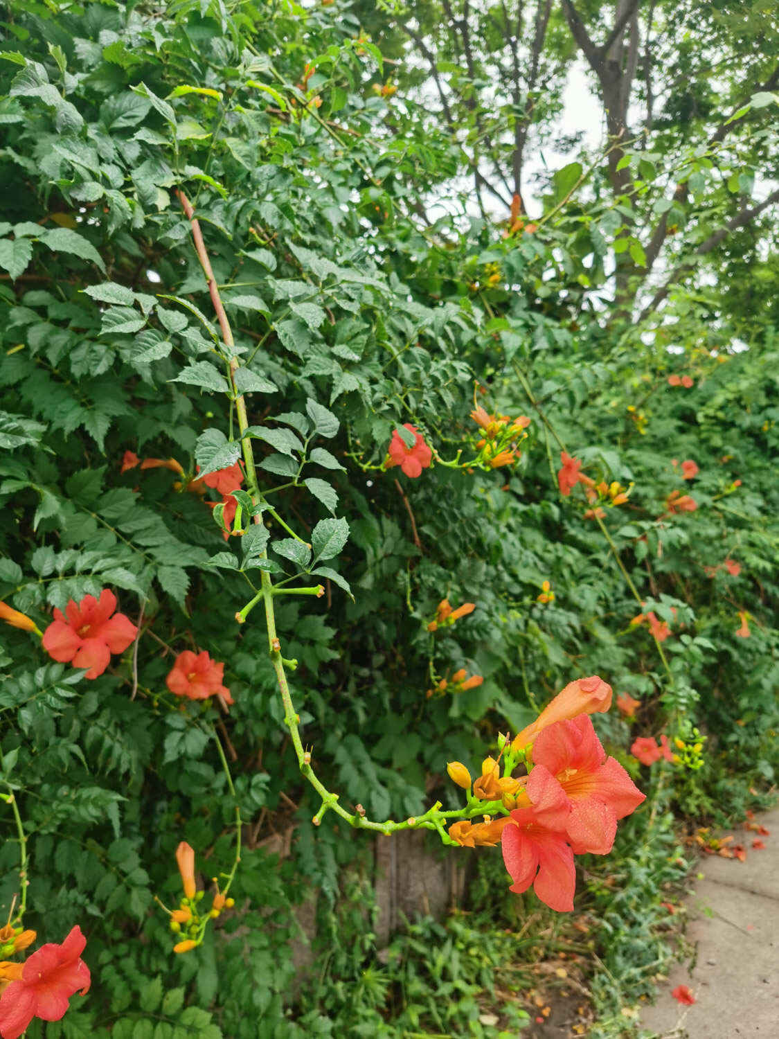 凌霄花盆栽的养护要点