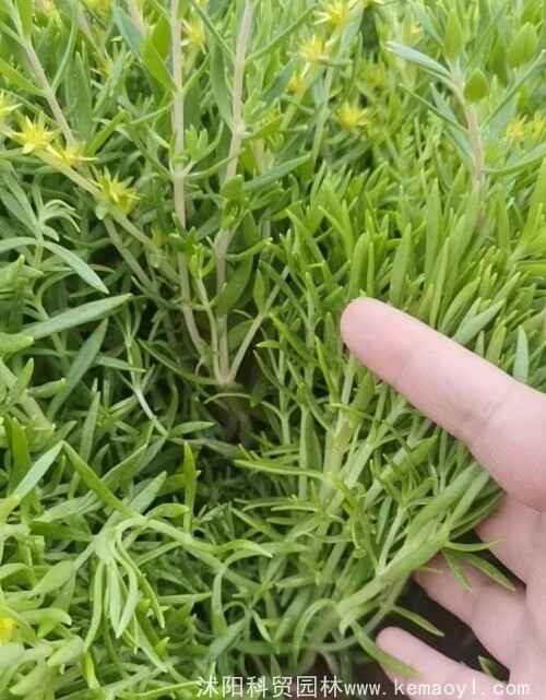 佛甲草算是一种什么样的植物？用途是什么？