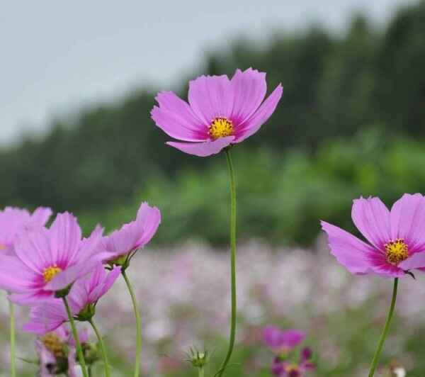 波斯菊非得春天种植吗 秋天可以种植吗