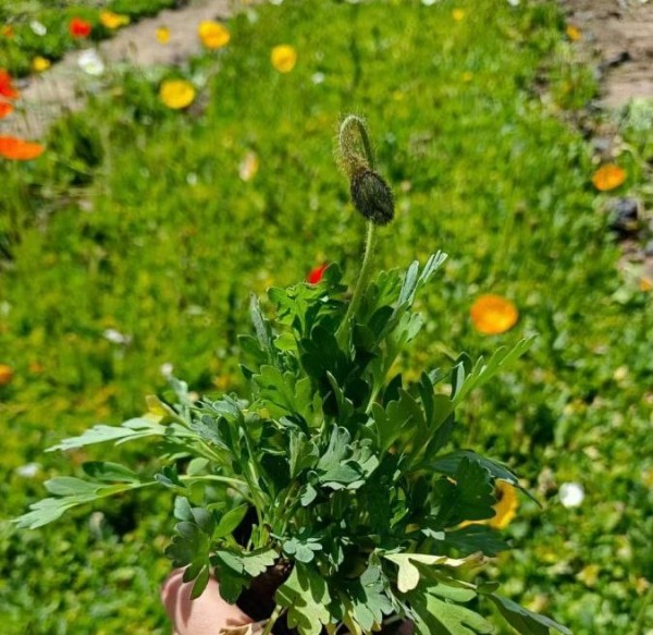 虞美人种植太密了怎么处理好