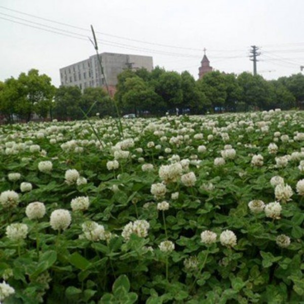 白三叶如何种植好