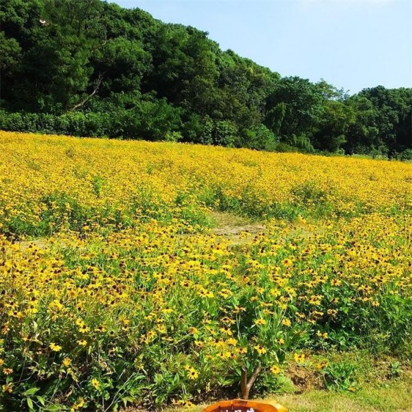 东北适合种植黑心菊吗