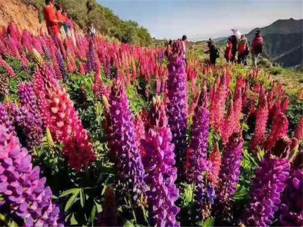 鲁冰花种子第二年能否自行繁殖