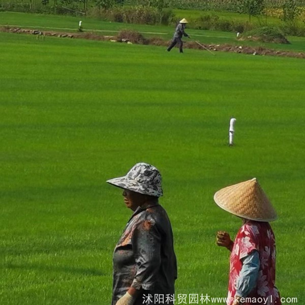 黑麦混播草坪铺设好后要怎么浇水合适