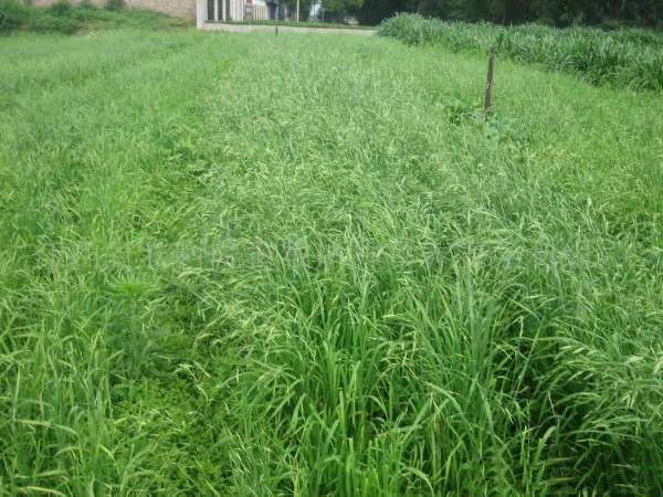 披碱草牧草种植主要喂什么家禽好