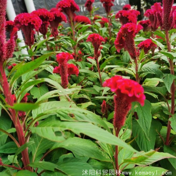 鸡冠花的特征是什么？鸡冠花好不好移栽？