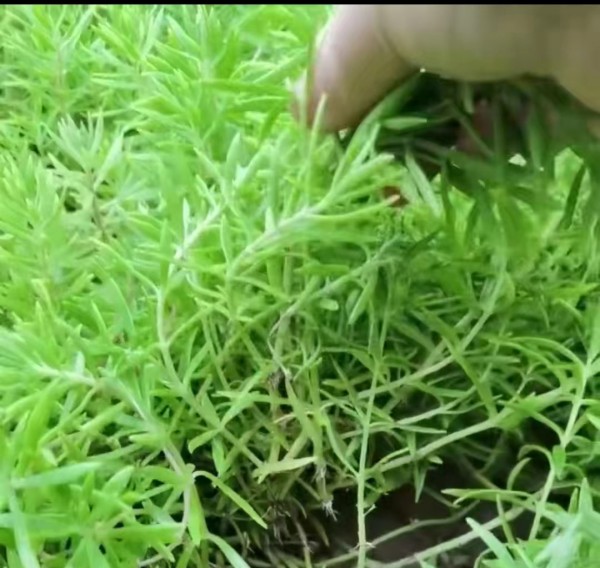 青叶佛甲草种植前应该除草吗？