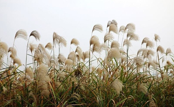 芦苇的花语是什么？芦苇的寓意和象征