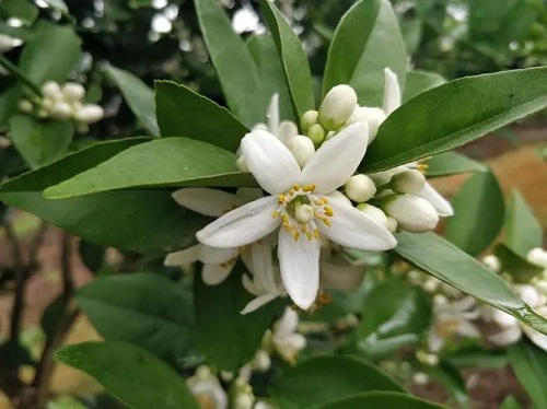 果树秋季开返花原因是啥？