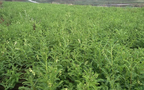 黄芪种植及管理方法