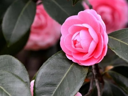 10月茶花需做好哪些养护要点？