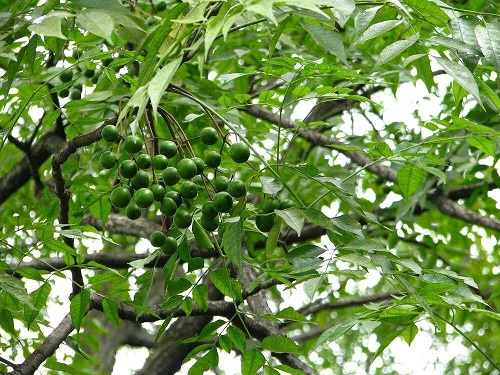 川楝子种植技术与栽培管理