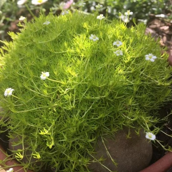 种植苔藓草可以做草坪使用吗